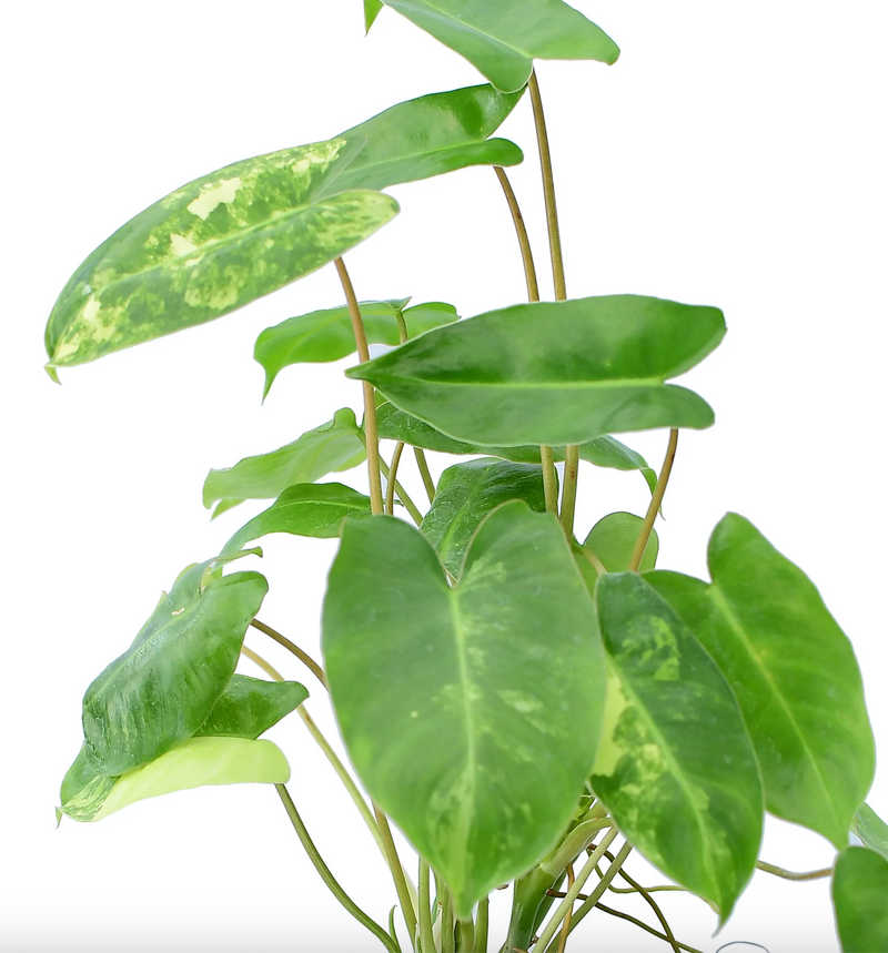 Philodendron Burle Marx variegado