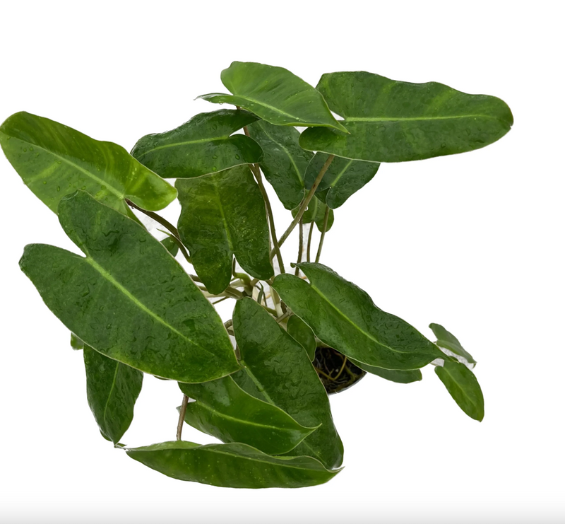 Philodendron Burle Marx