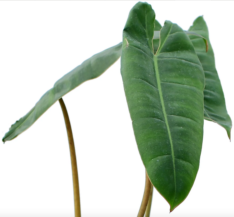 Philodendron billietiae seedling