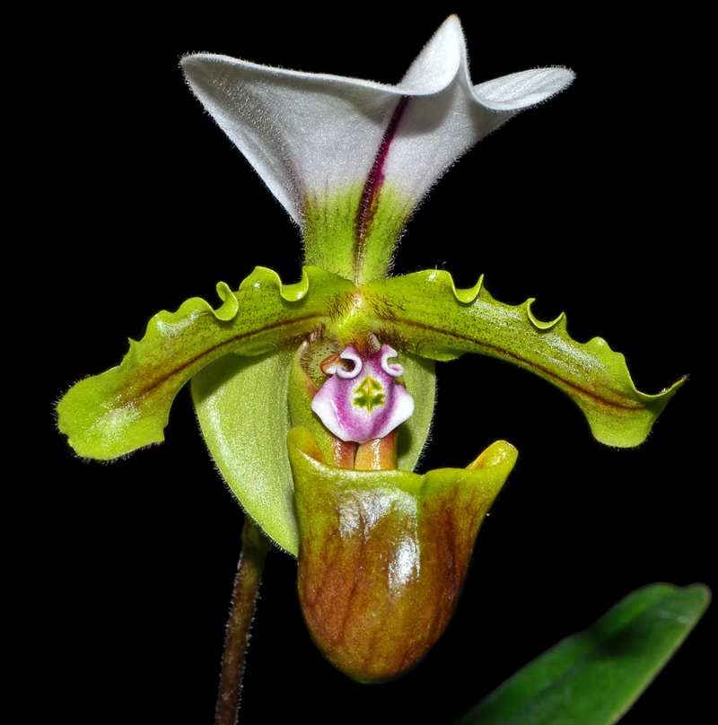 Paphiopedilum spicerianum