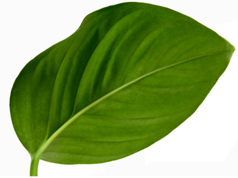 Monstera pinnatipartita