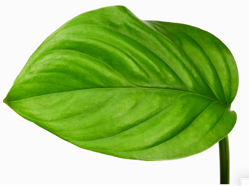 Monstera pinnatipartita