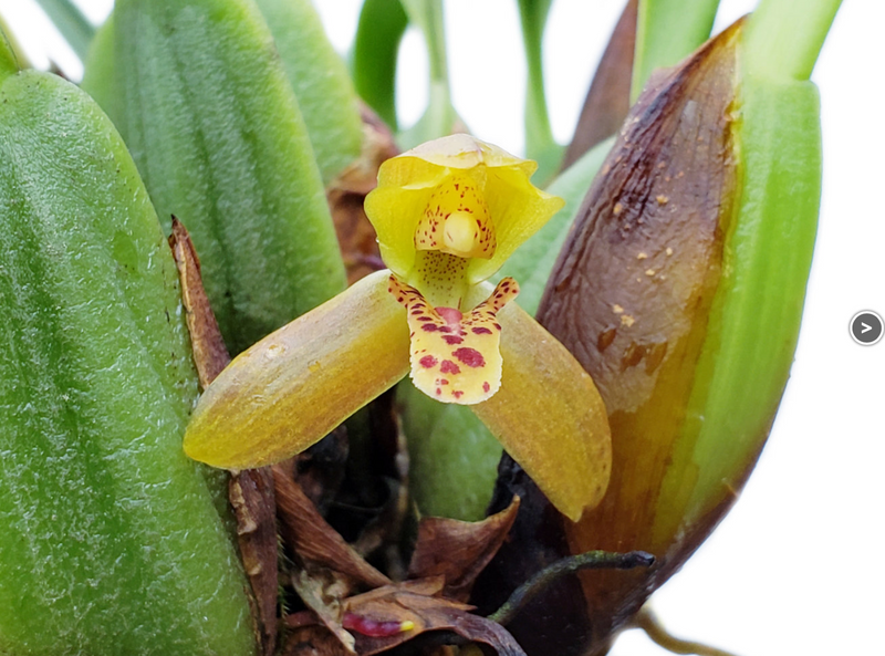 Maxillaria chacoensis