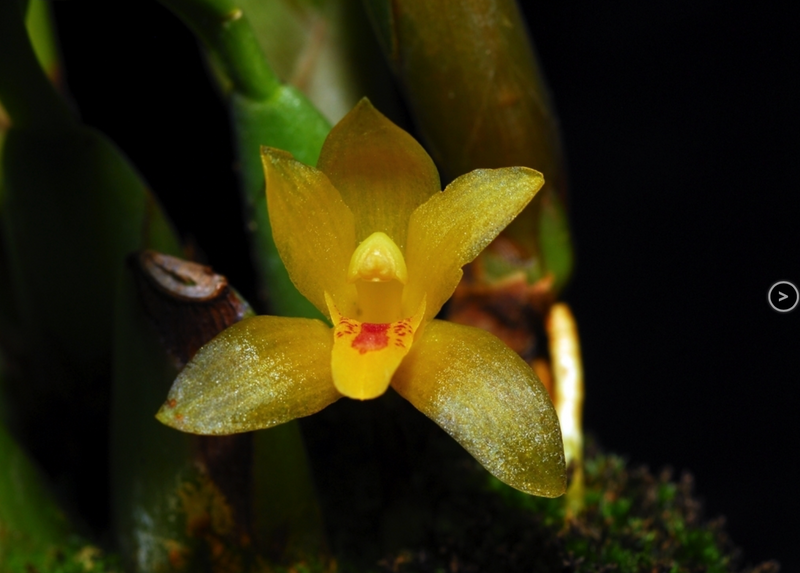 Maxillaria chacoensis