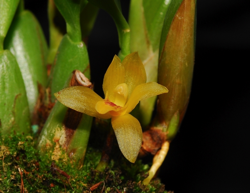 Maxillaria chacoensis