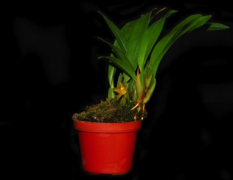 Maxillaria chacoensis