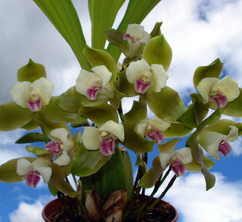 Lycaste puntarenasensis var boquete