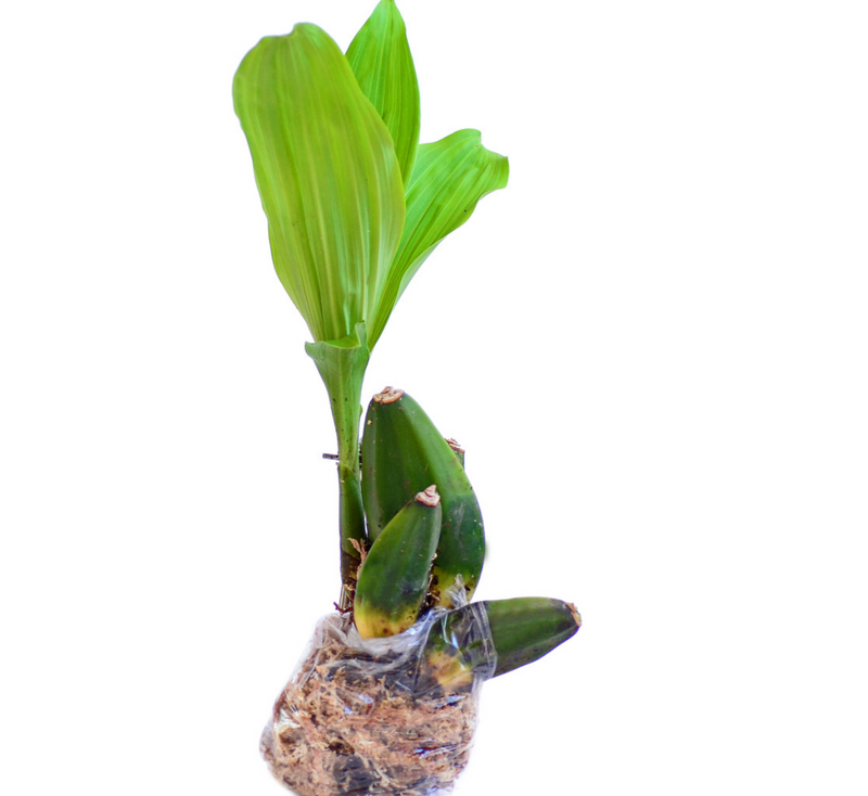 Lycaste puntarenasensis var boquete