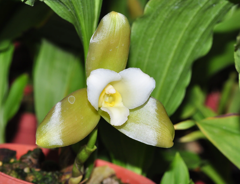 Lycaste macrophylla alba