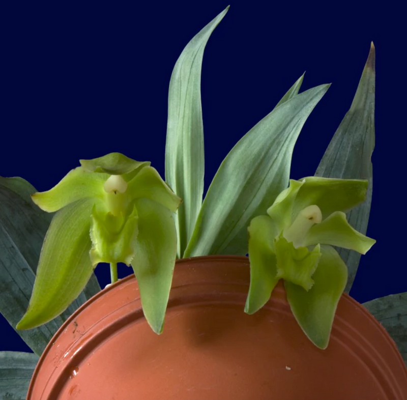 Lycaste dyeriana