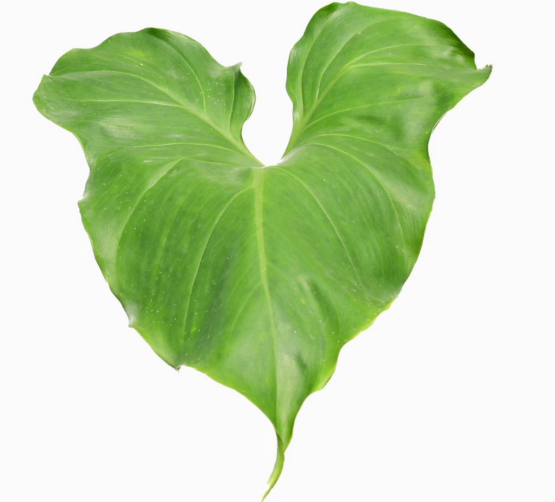 Philodendron sanctamartinense