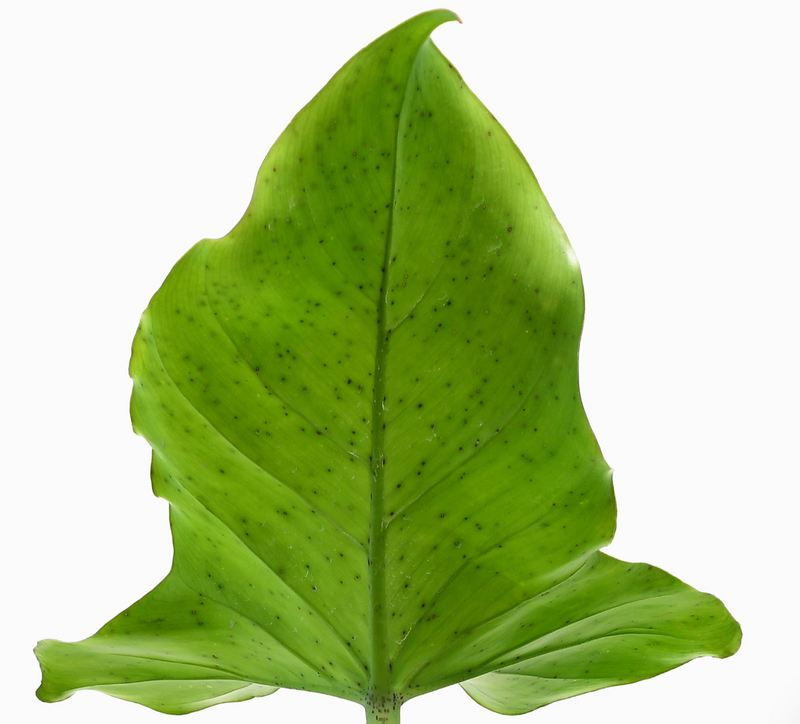 Philodendron sanctamartinense