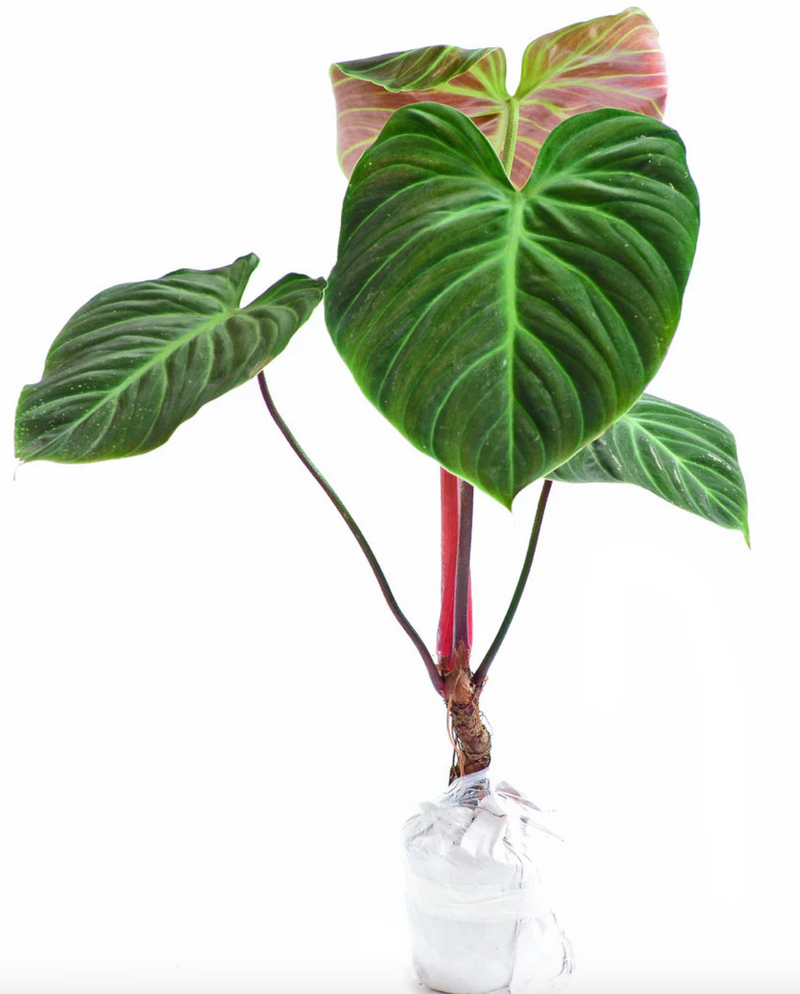 Philodendron rubrijuvenile