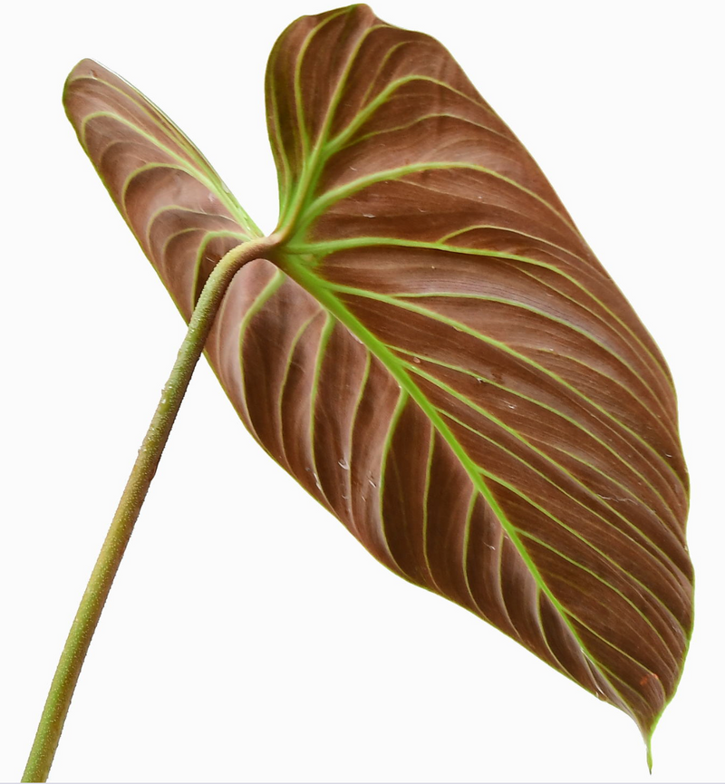 Philodendron rubrijuvenile