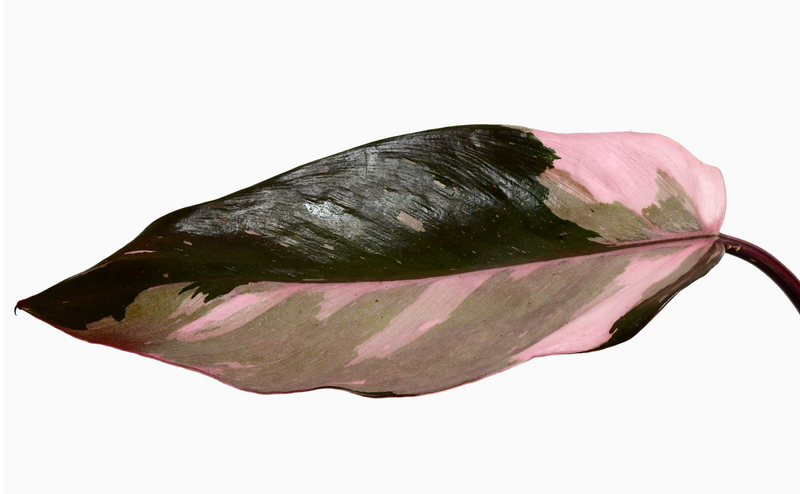 Philodendron Pink Princess