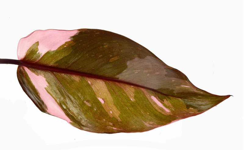 Philodendron Pink Princess