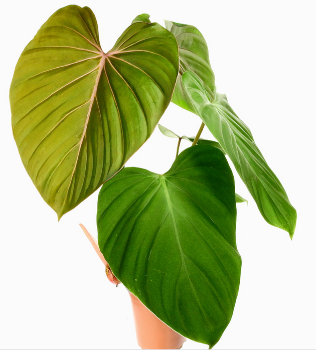 Philodendron Pink Glory