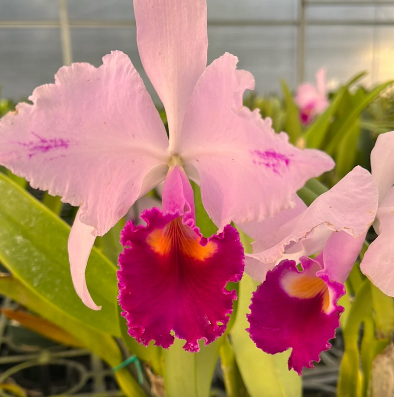Cattleya trianae splash x 'Venezuela'