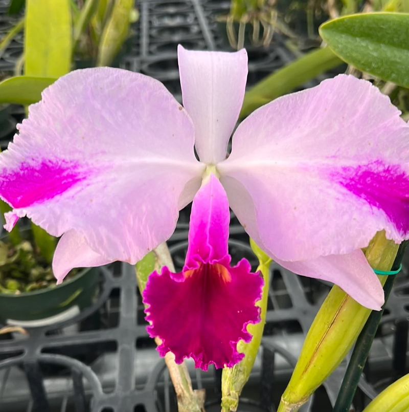 Cattleya trianae splash x 'Venezuela'