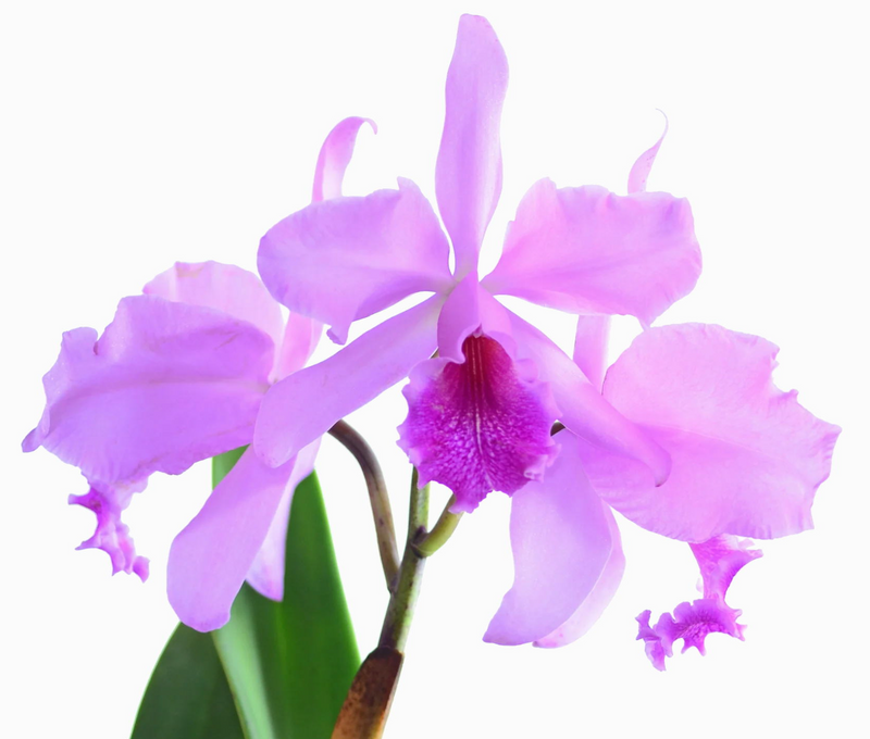 Cattleya Maximum Lust