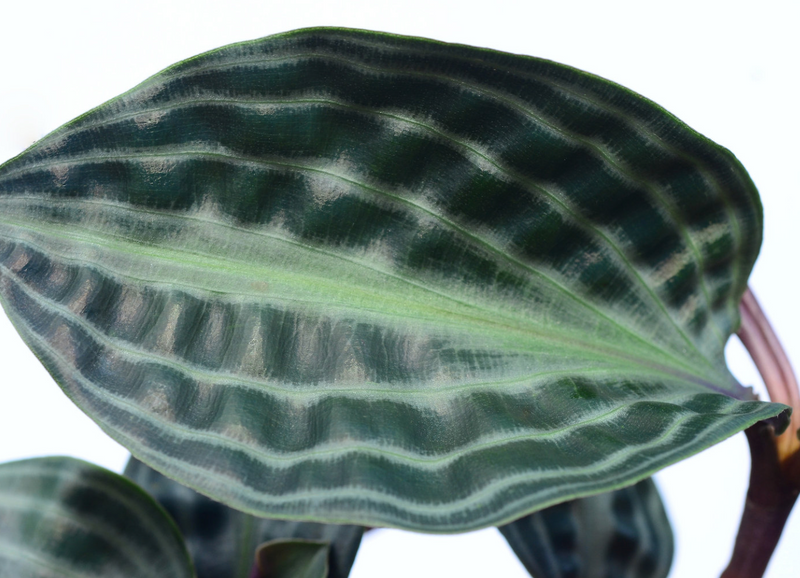 Geogenanthus poeppigii