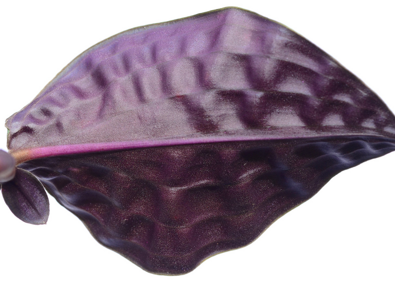 Geogenanthus poeppigii