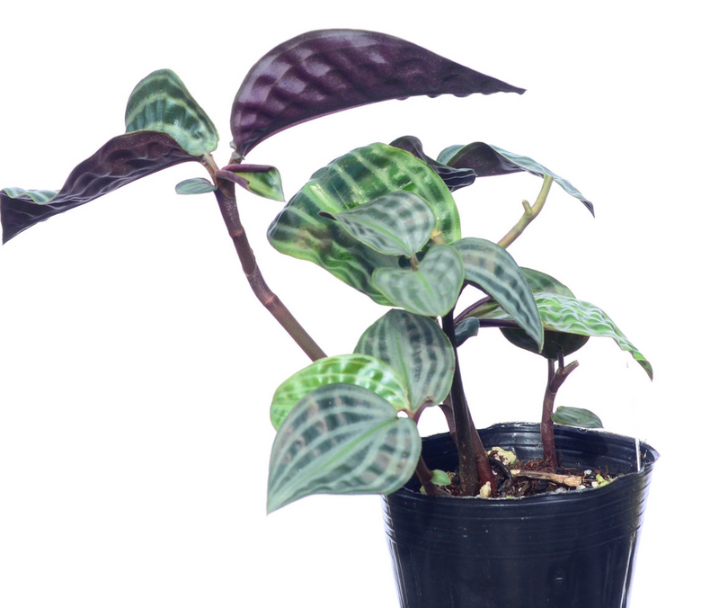 Geogenanthus poeppigii