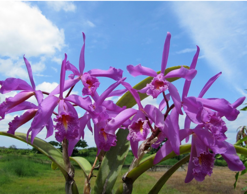 Cattleya maxima