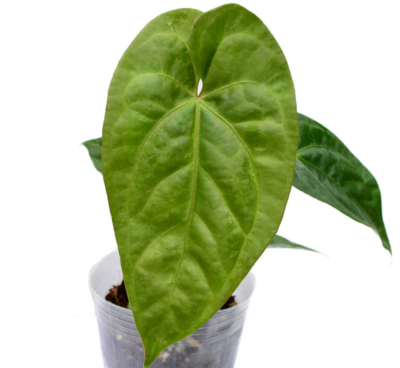 Anthurium Green Sapphire