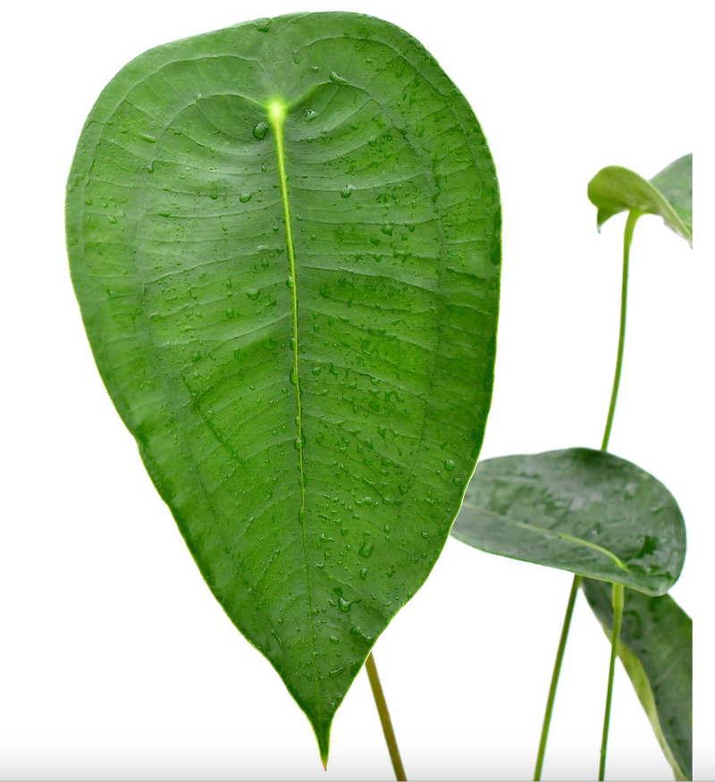 Anthurium peltigerum (seedling)