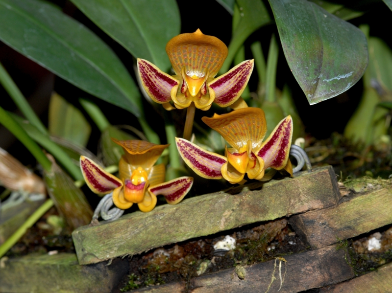 Bulbophyllum dearei
