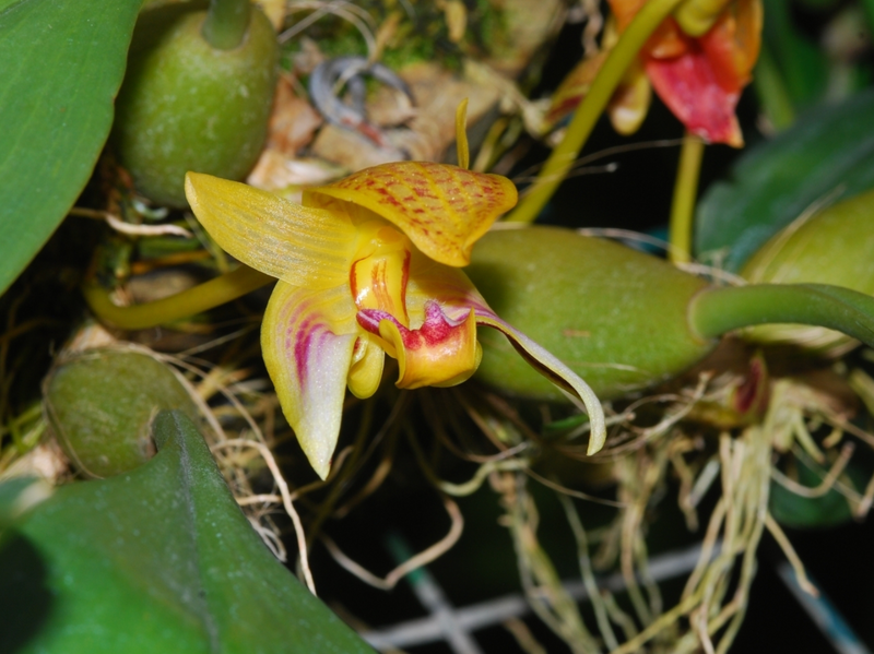 Bulbophyllum dearei