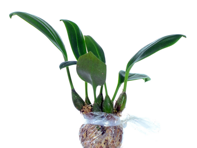 Bulbophyllum dearei