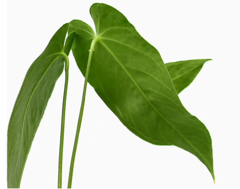 Anthurium waterburyanum