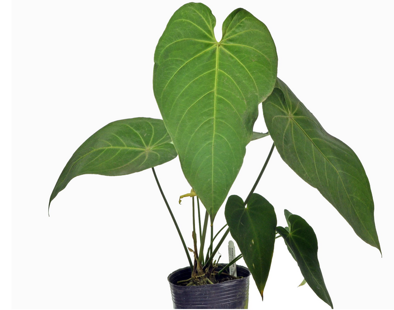 Anthurium waterburyanum