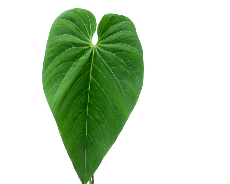 Anthurium waterburyanum