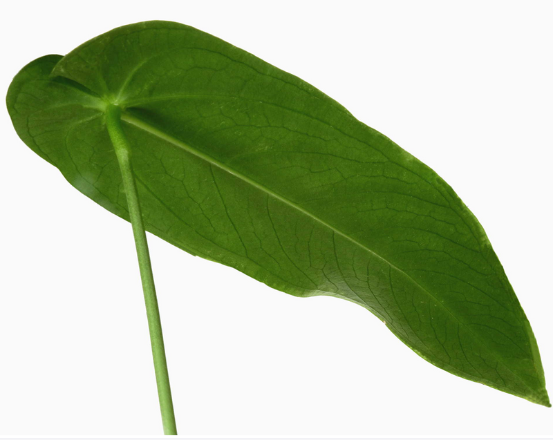 Anthurium warocqueanum 'Esmeralda'