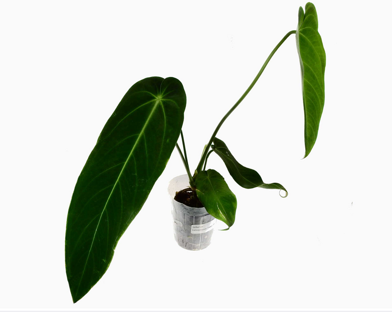 Anthurium warocqueanum 'Esmeralda'