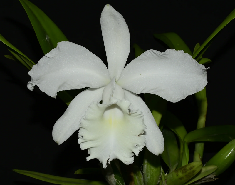 Cattleya Monita Andina