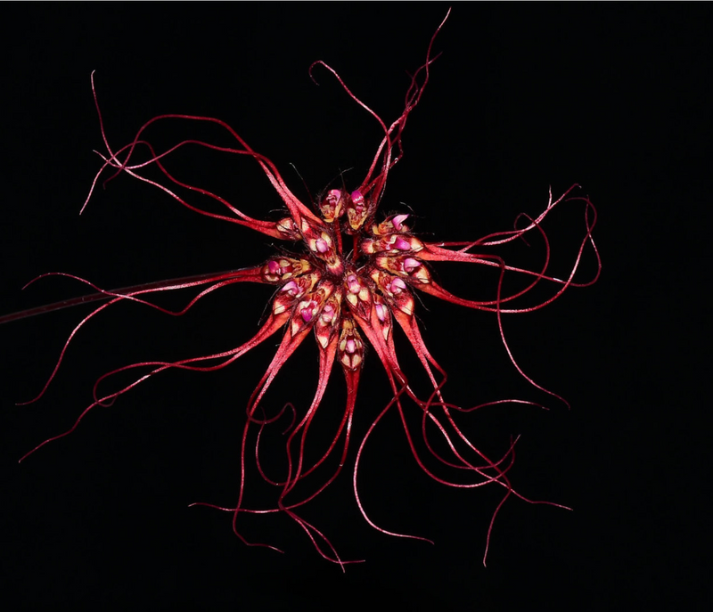 Bulbophyllum gracillimum