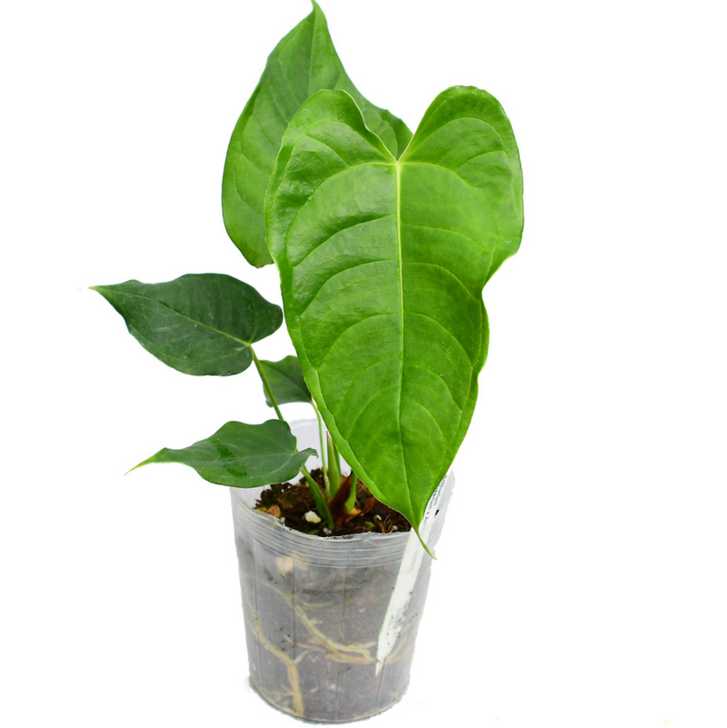 Anthurium Kings Heart