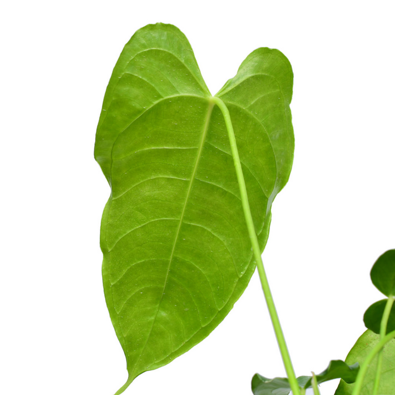 Anthurium Kings Heart