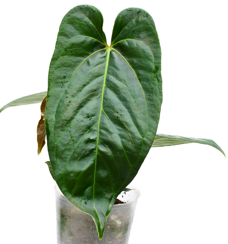 Anthurium Pangui Night