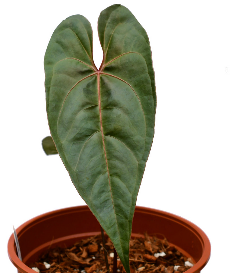 Anthurium Amazon Fox