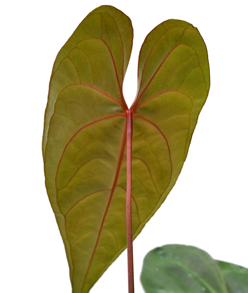 Anthurium Amazon Fox