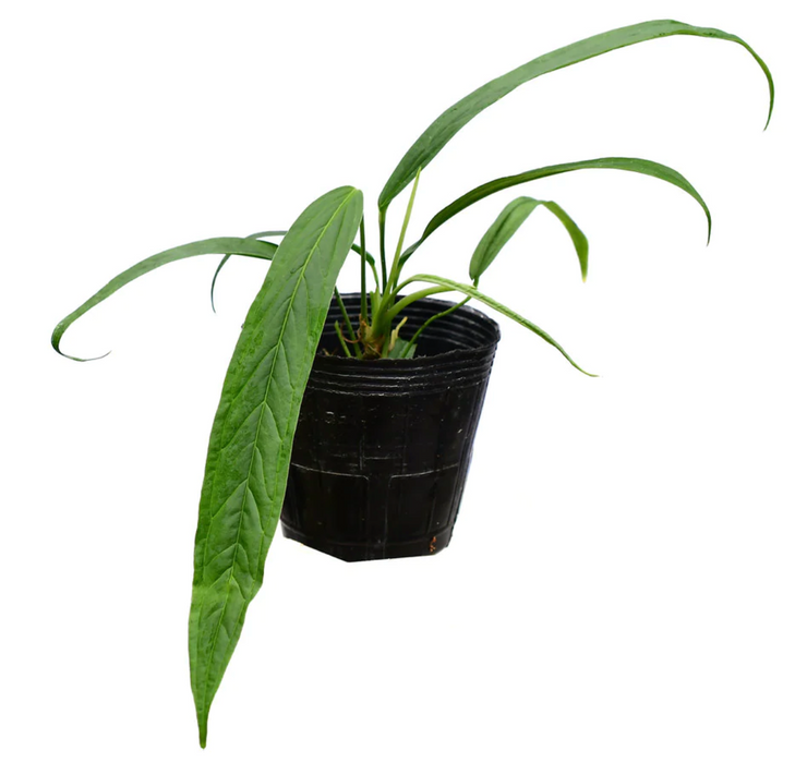 Anthurium rubioanum (seedling)