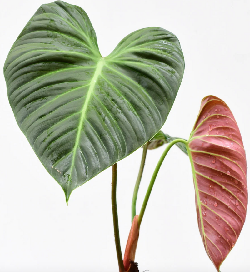 Philodendron rubrijuvenile (seedling)