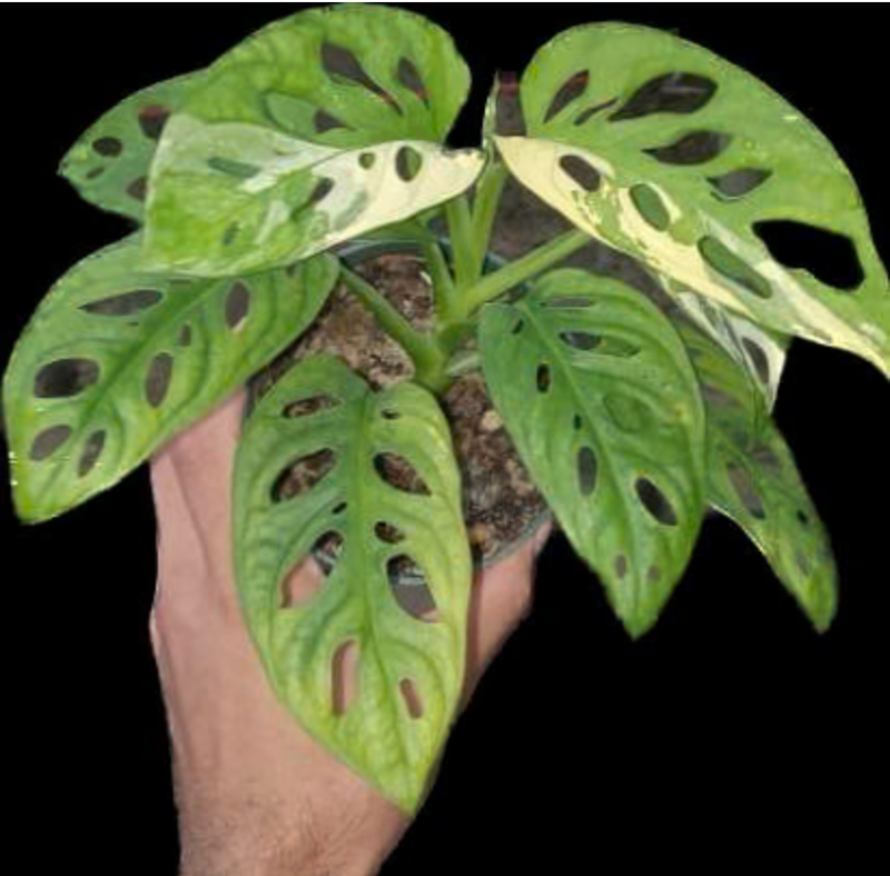 Monstera adansonii variegada