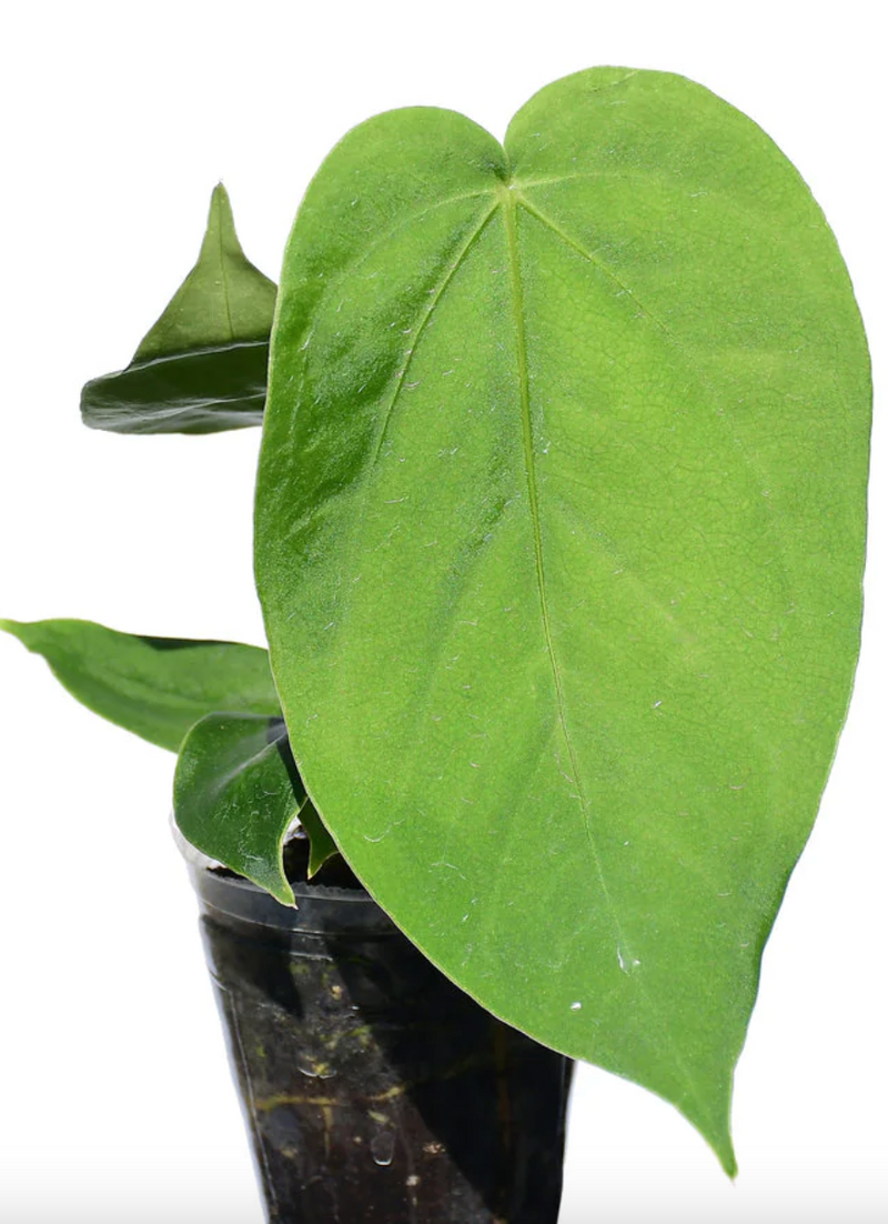 Anthurium gustavii (seedling)
