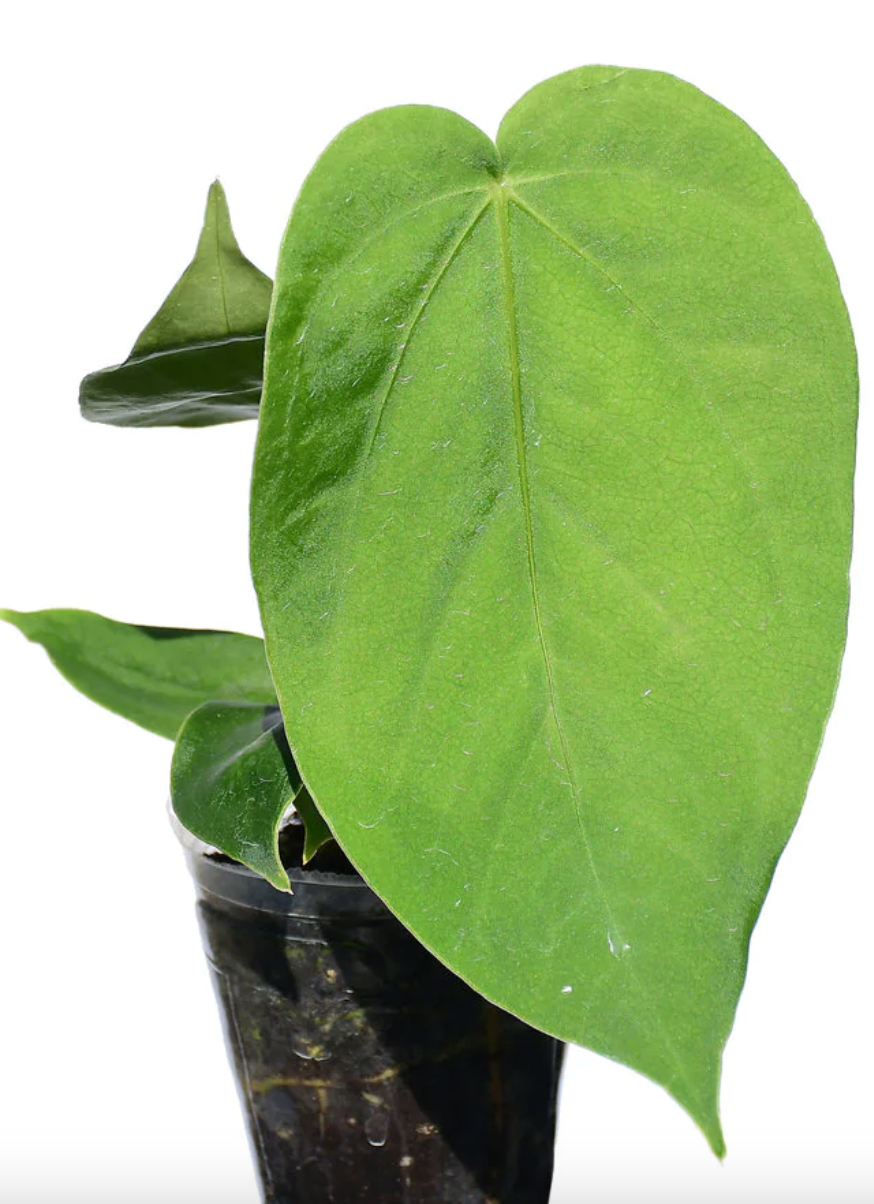 Anthurium Gustavii - Seedling — Ecuagenera California